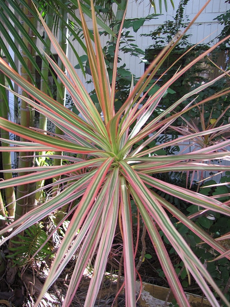 leaves