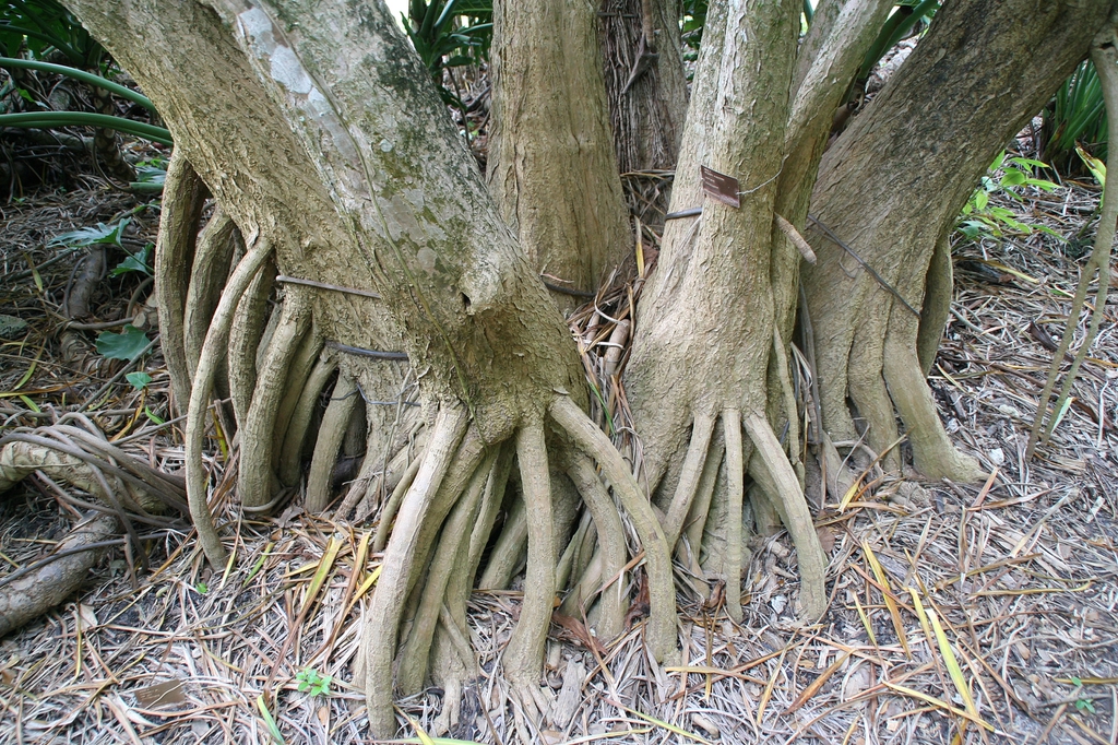 bark