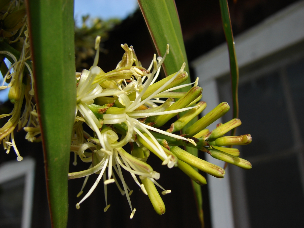 leaves and flowers