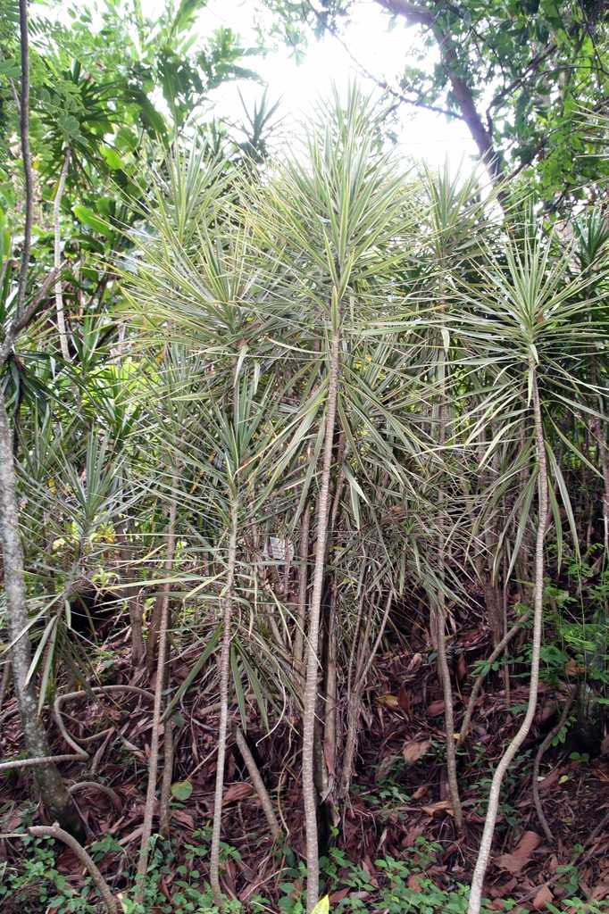 leaves