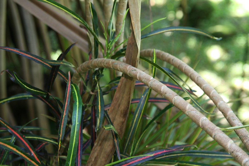 leaves and bark