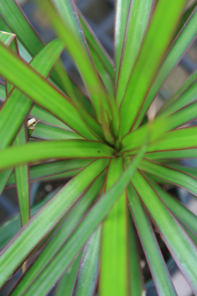 leaves