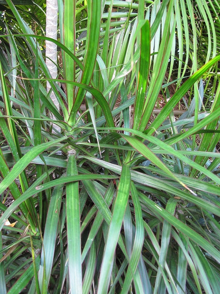 leaves