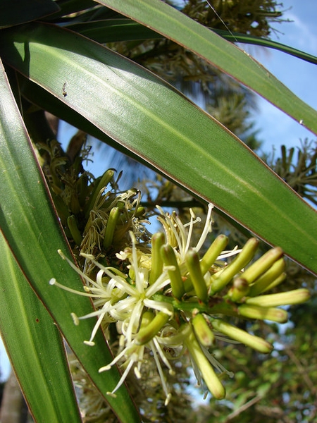 leaves and flowers