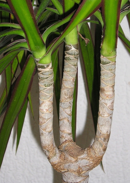 leaves and stems