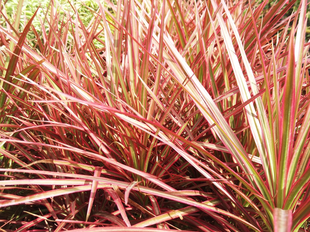 Tri-color leaves