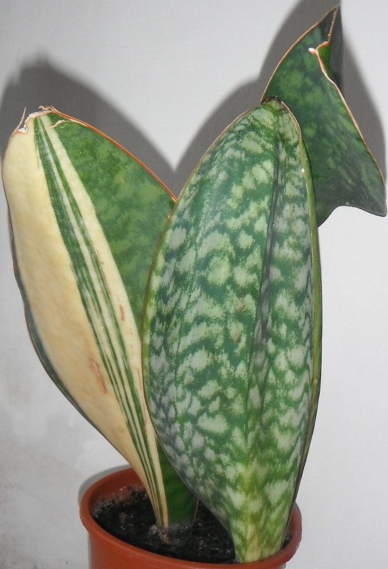 Sectoral variegated specimen with one half of the leaf yellow