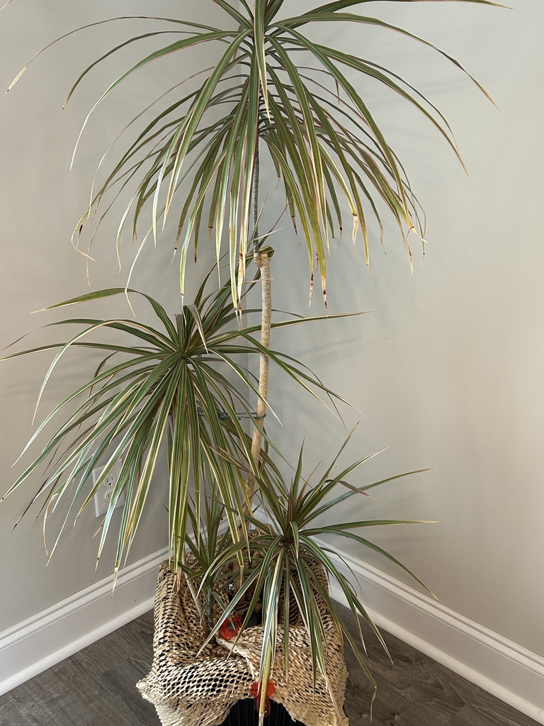'Bicolor' form in a pot