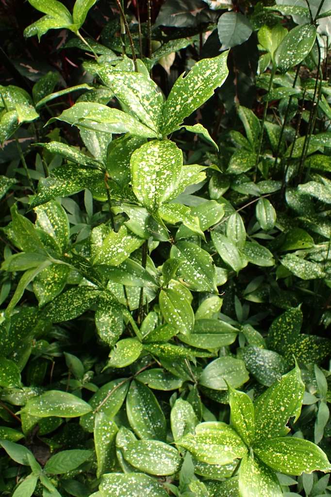 Form