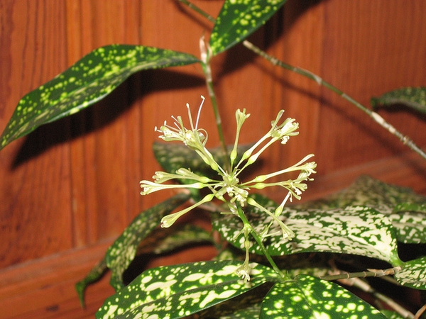 Tubular flowers