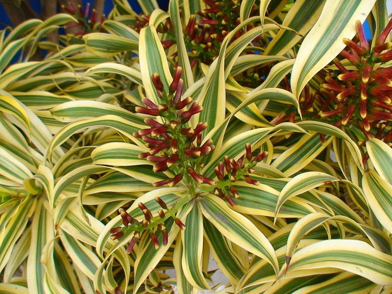 Close up of variegated leaves and red flower buds.