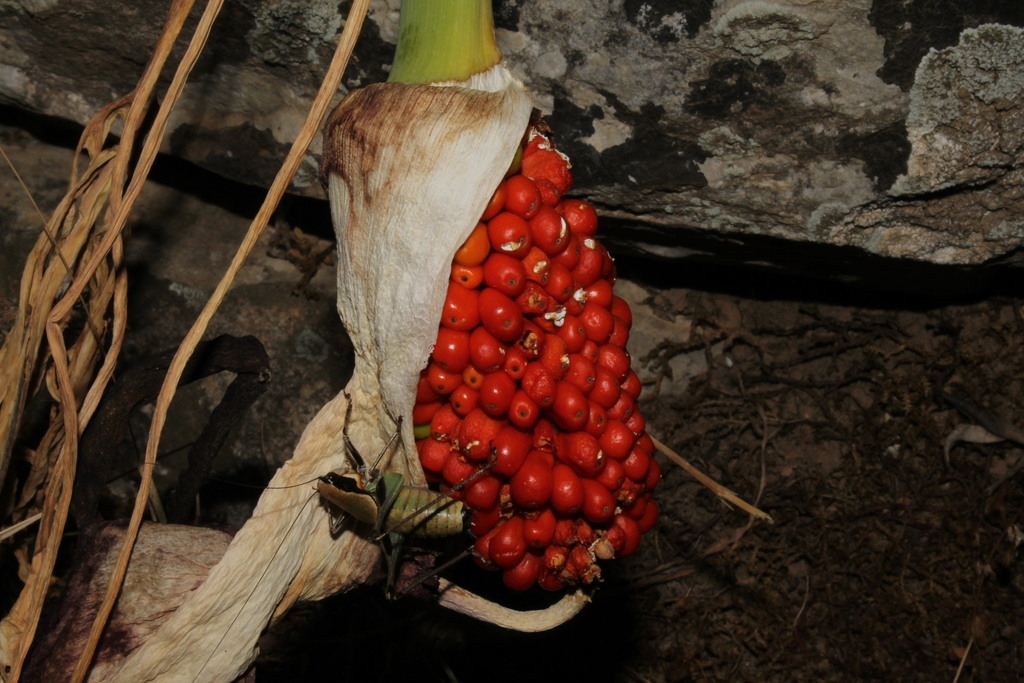Mature fruits