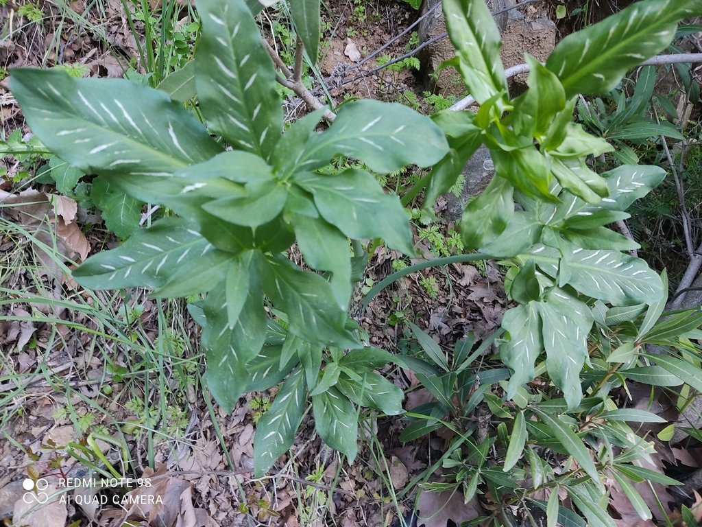 Leaves with white markings