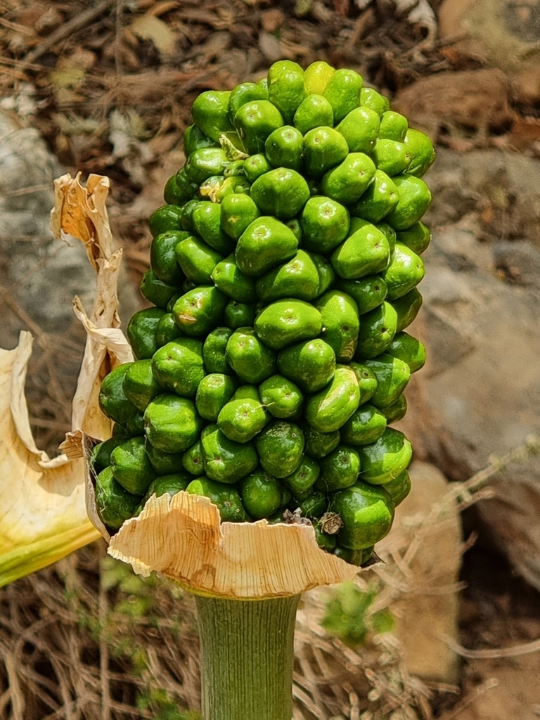 Immature fruits