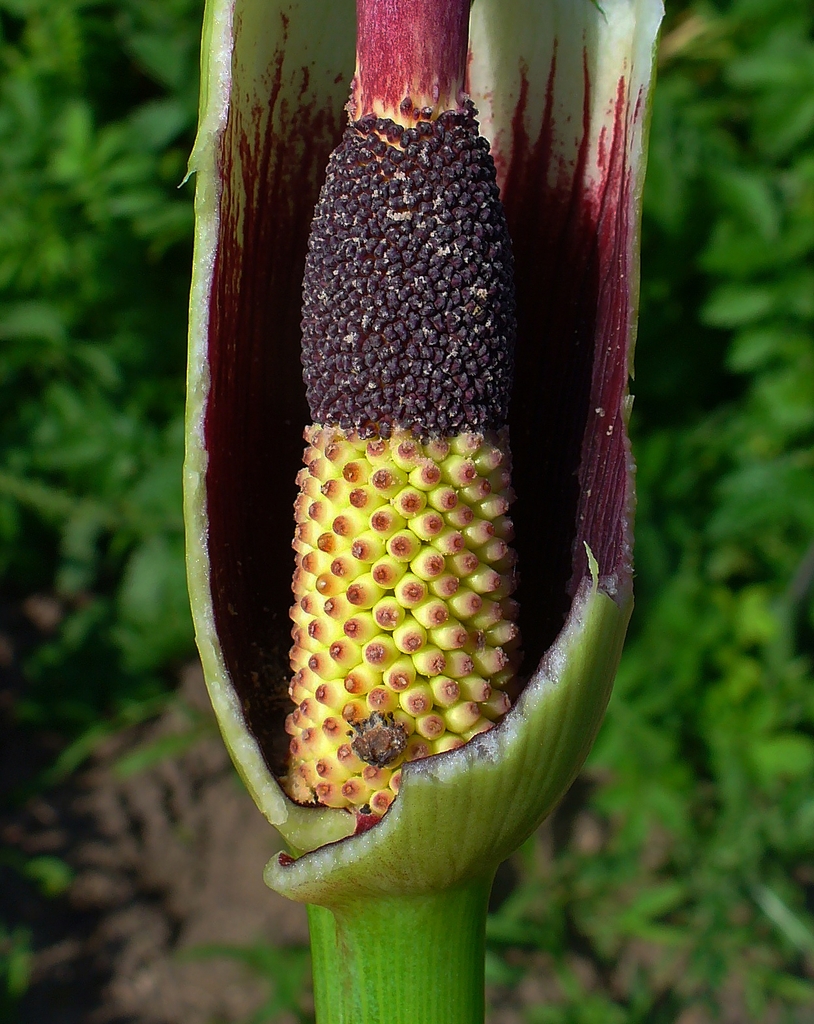 Flower detail