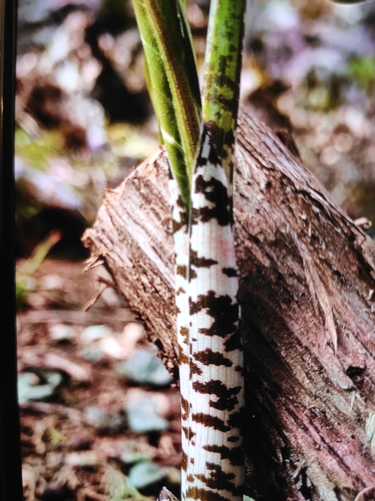 Mottled pseudostem