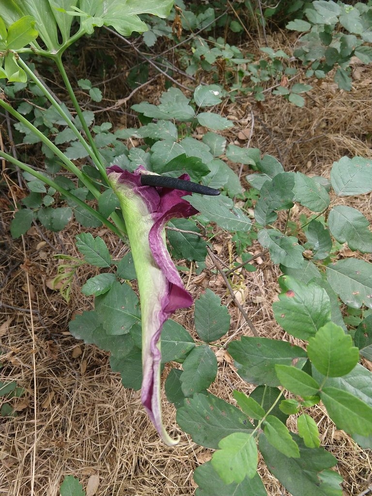 Outside surface of spathe