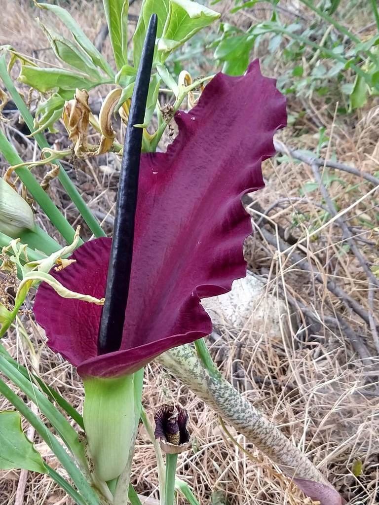 Flower