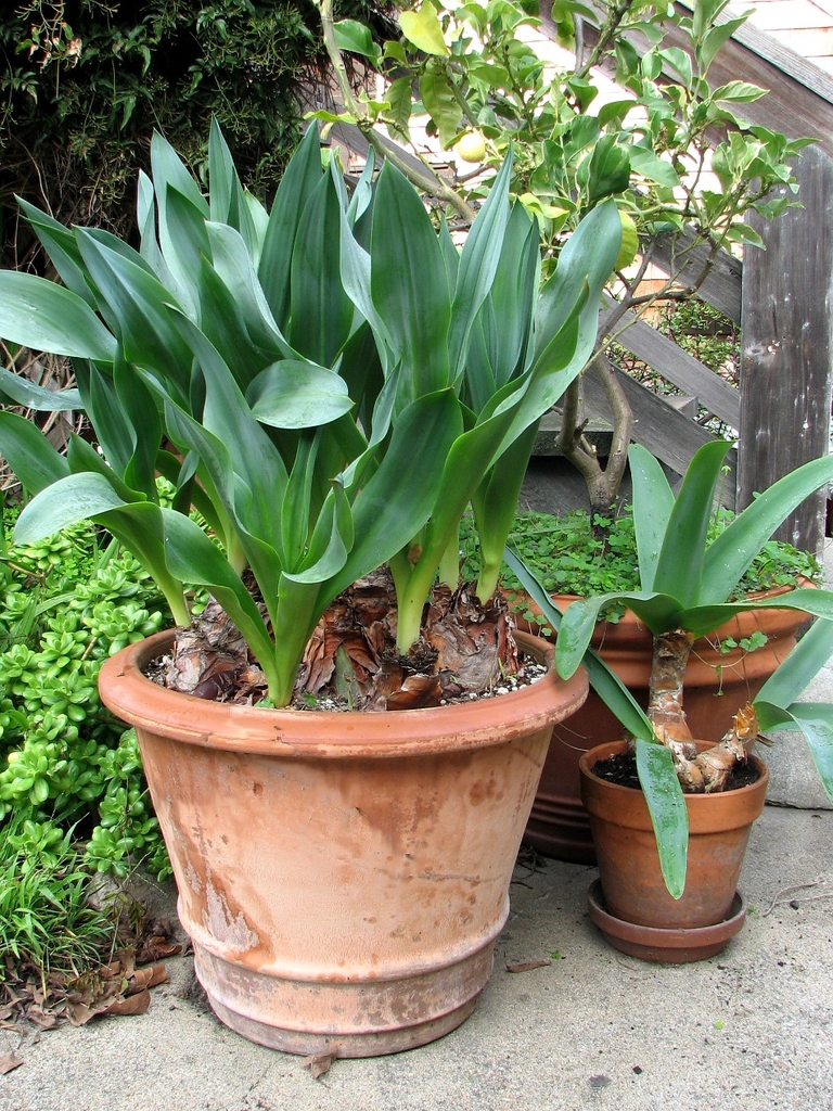 Growing in a pot