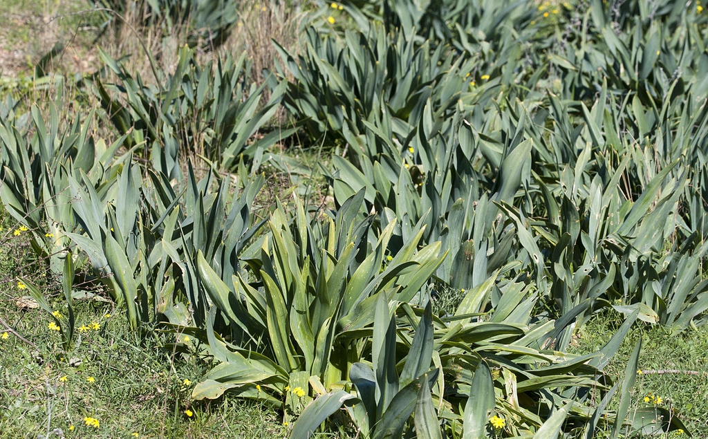 Form