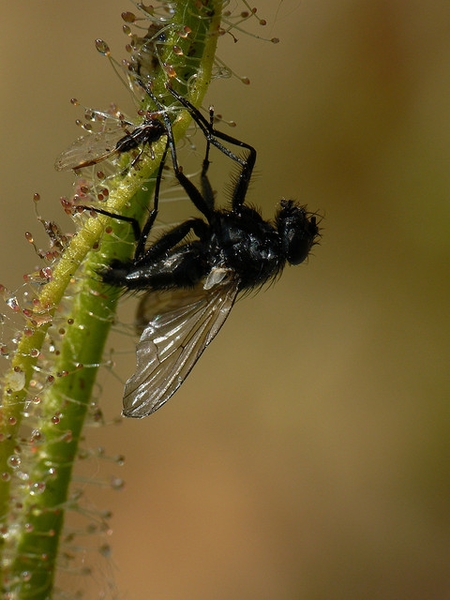 Close-up of a fly caught in the sticky goo of a leaf.