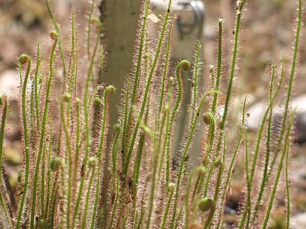 Stand of leaves with pinkish, glistening, glandular hairs.
