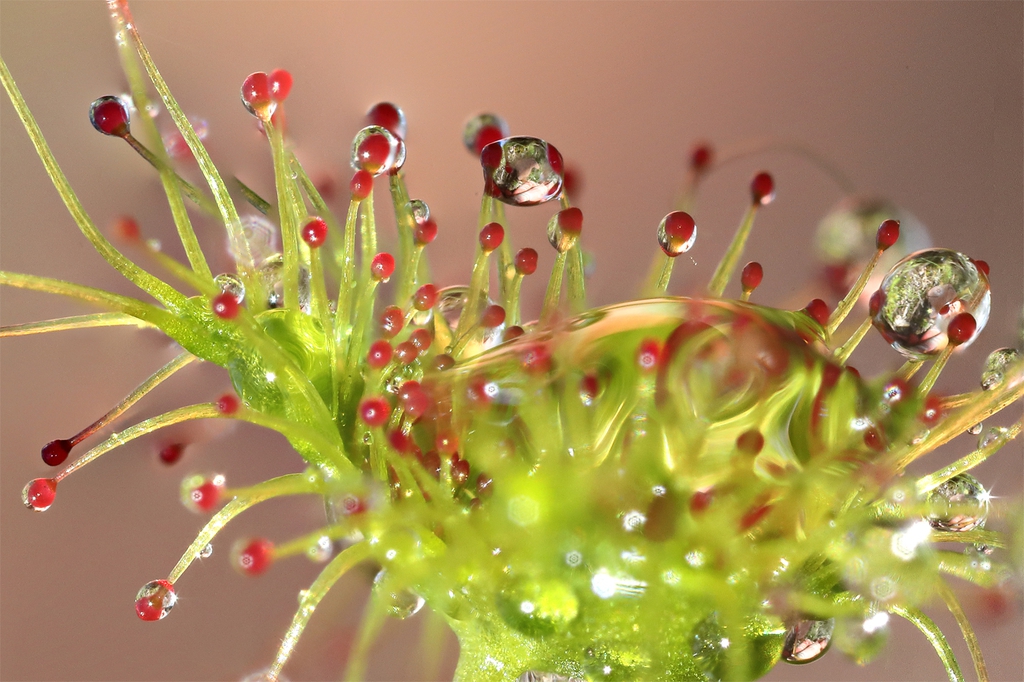 Extreme close-up of red-tipped glandular hairs on a leaf.