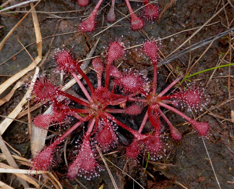 Rosette of spoon-shaped leaves covered in red glandular hairs.