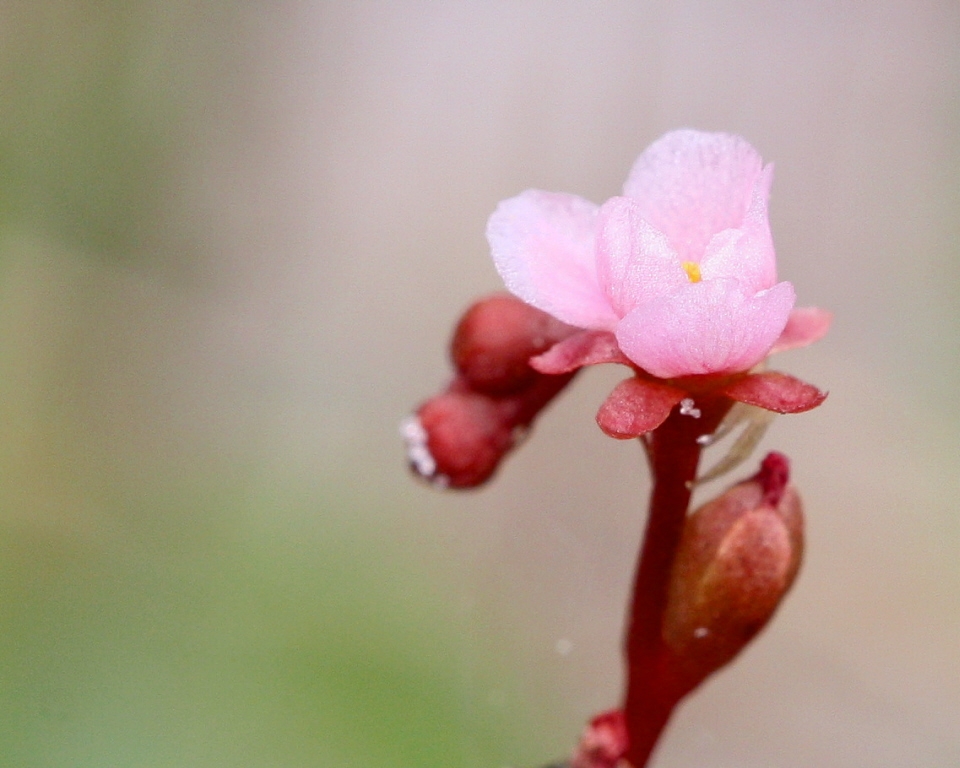 A pale pink, 5-petaled flower and young buds.
