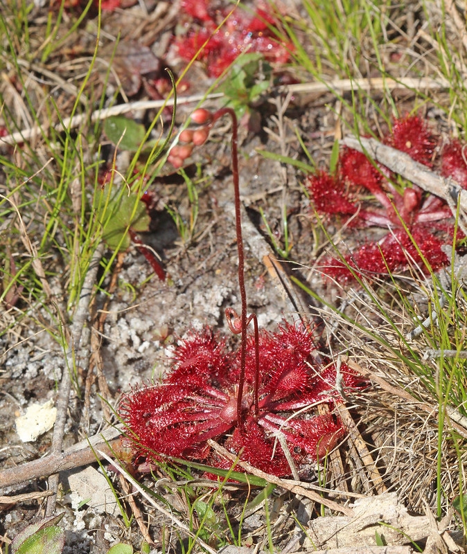 Rosettes of spoon-shaped leaves covered in red glandular hairs.