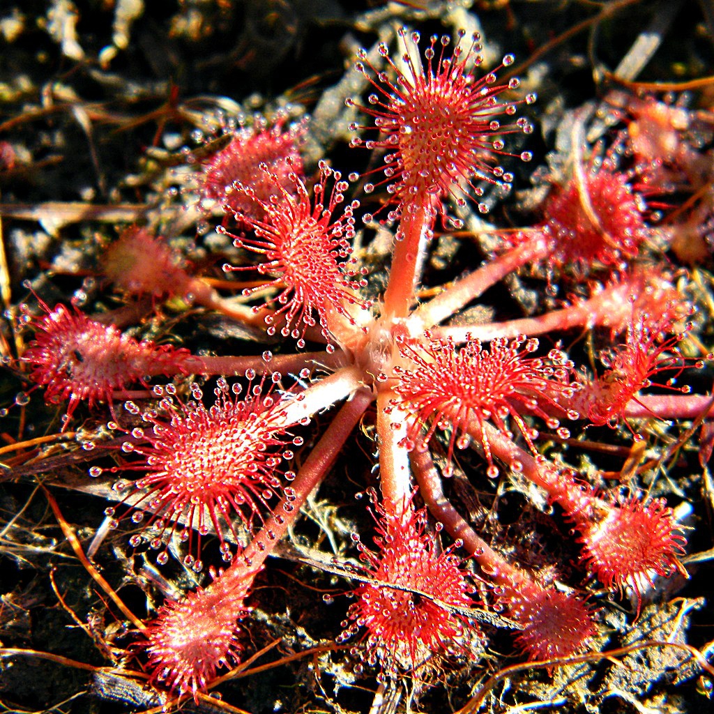 Rosette of spoon-shaped leaves covered in red glandular hairs.