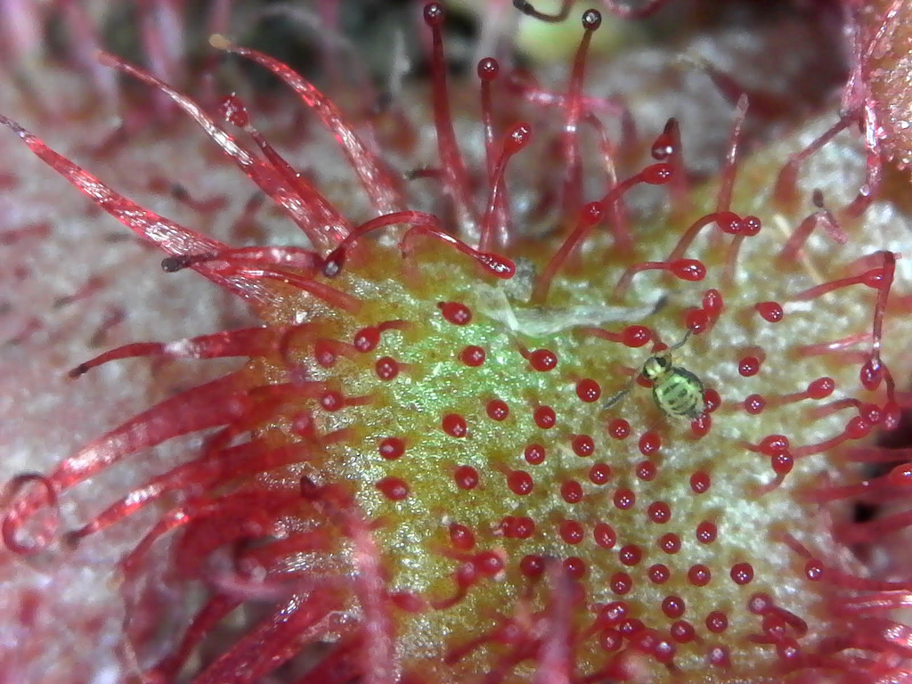 Close-up of red, gland-tipped hairs with a trapped springtail