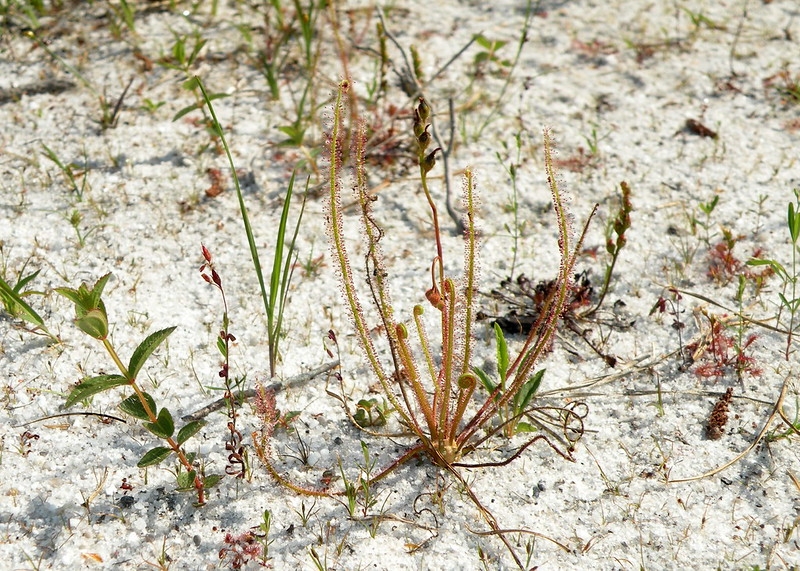 A plant growing in white sand. The leaves are erect & glistening