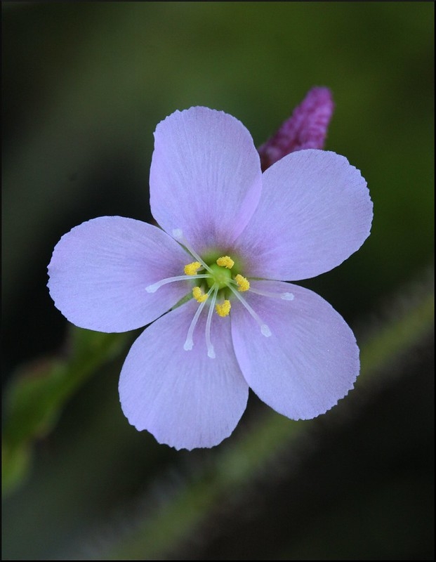 Close-up of a pinkish, 5-petaled flower.