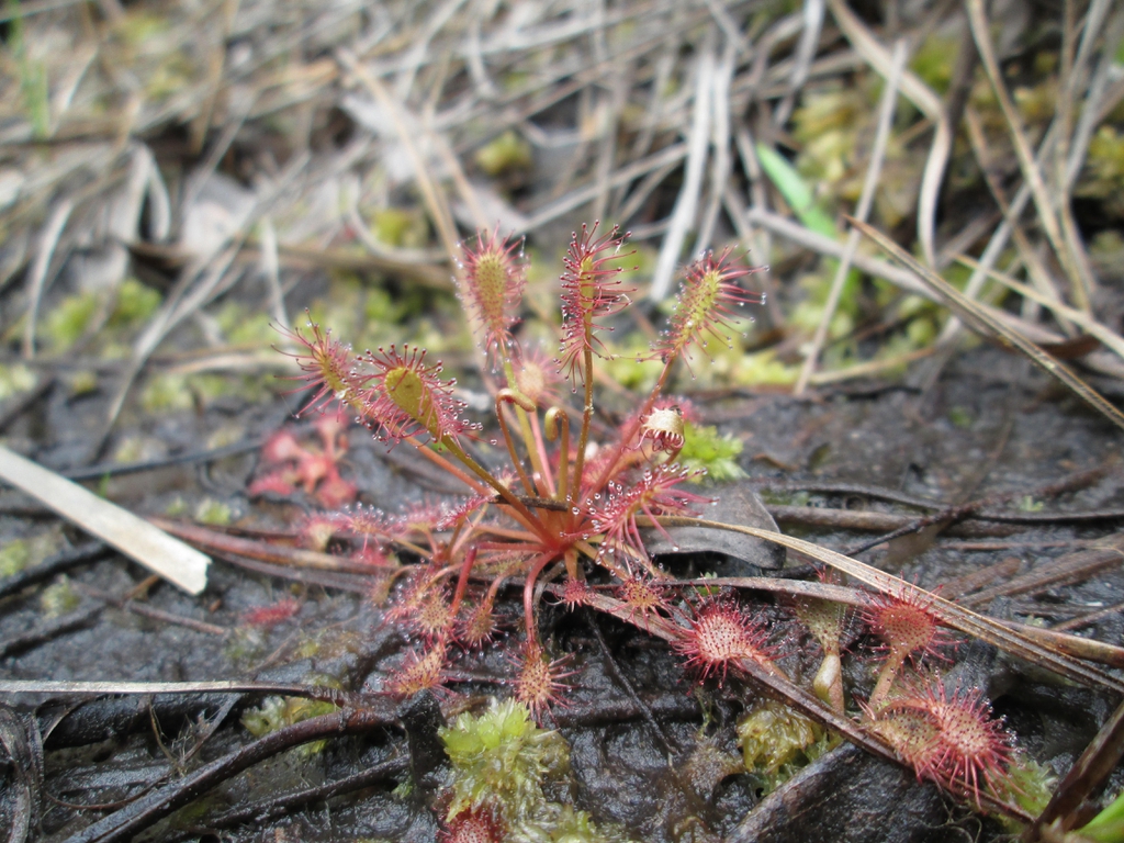 Rosette plant with spoon-shaped leaves with sticky red hairs.