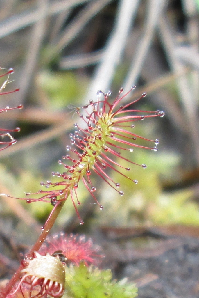 Close-up of leaf showing red sticky trap hairs
