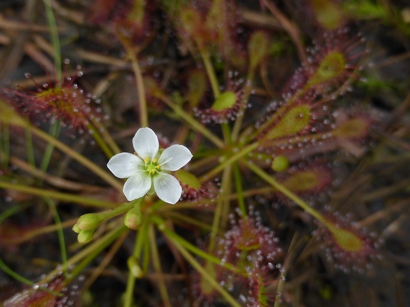 Single, white, 5-petaled flower with sticky leaves in background