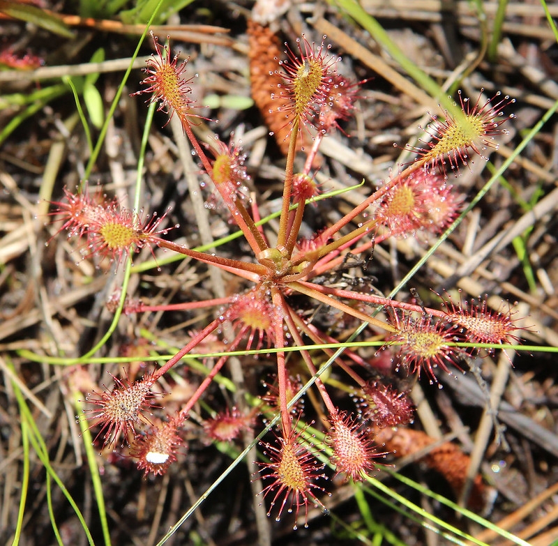 Rosette of spoon-shaped leaves covered in red glandular hairs.