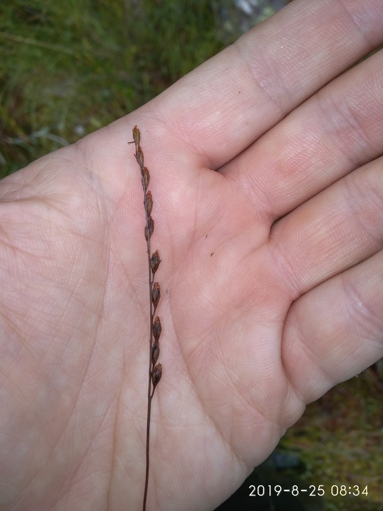Hand cradling a stalk with capsules borne on one side.