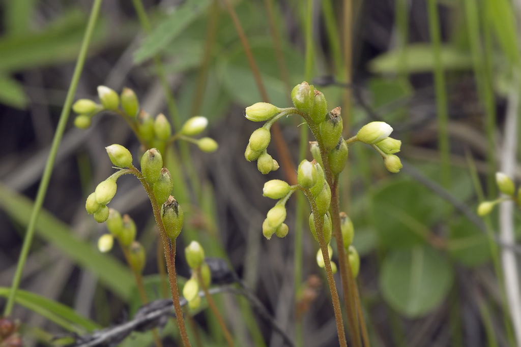 Flower buds on a curling one-side cyme