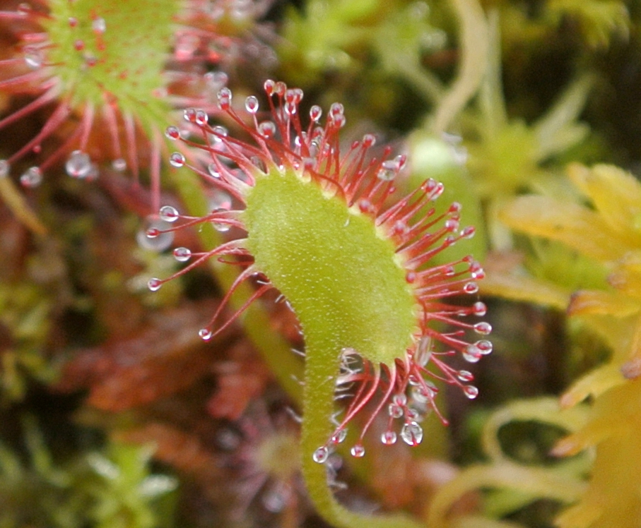 Close-up of the back of the leaf, which is free of sticky hairs.