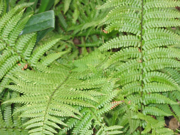 Leaves