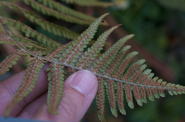 Back of leaf
