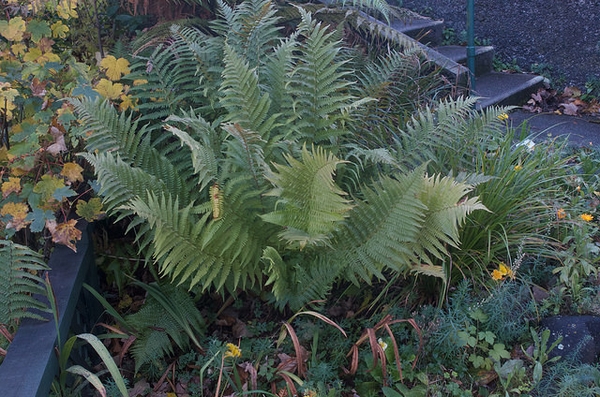 Plant