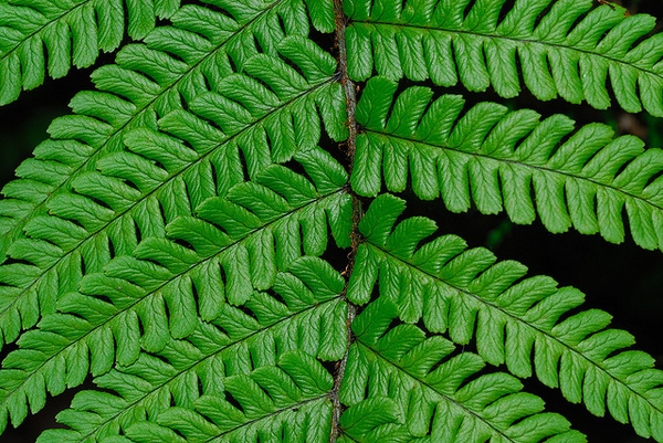 Close up of Leaf