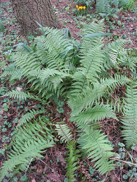 Whole Plant