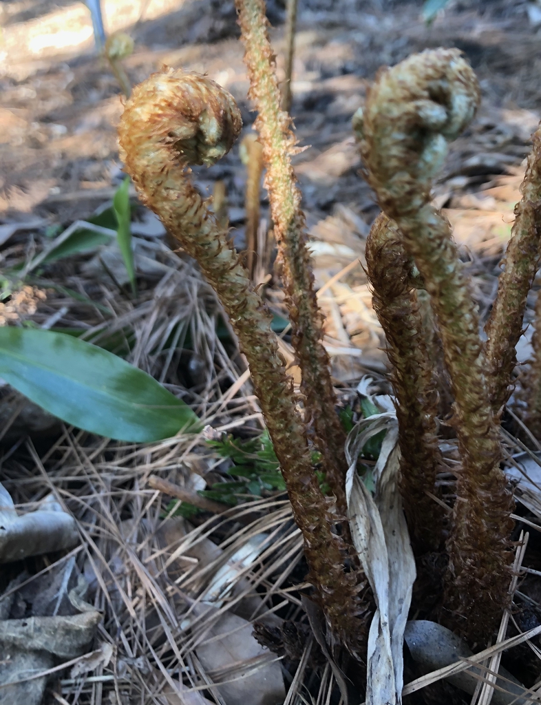 Dryopteris kinkiensis Fiddleheads  (Wake County, NC), JLBG