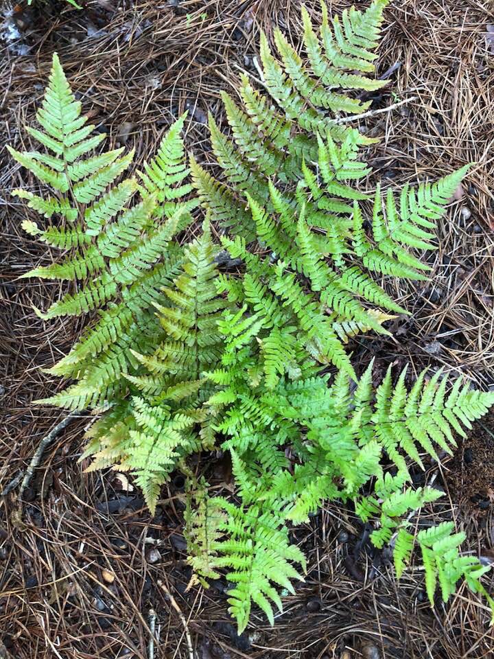 Dryopteris