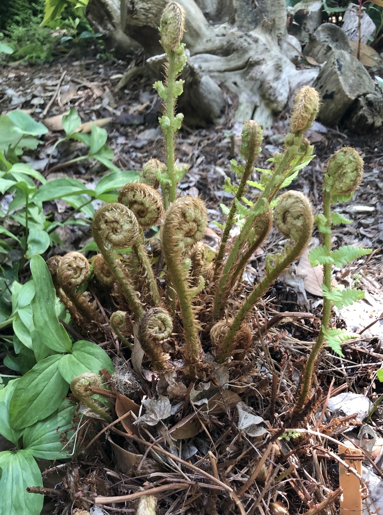 tightly coiled, scaly covering emerging frond