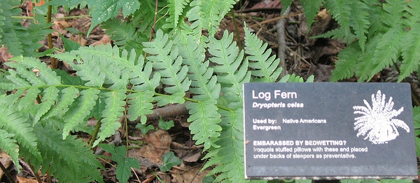 Frond next to a botanical garden sign telling about the plant